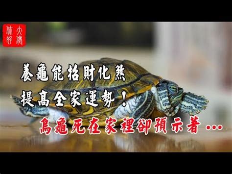 烏龜到家裡|烏龜闖入！千年傳説應驗